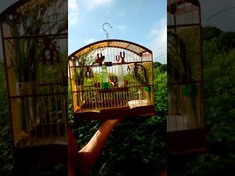 Meu papacapim pânico