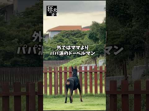 外ではママよりパパ派のドーベルマン