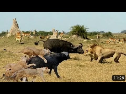Discovry wild animal fight | 2 buffalo vs 10 lion , Hyena & wild dog attacks....
