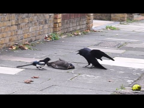 GAVILAN VS CUERVO Y GRAJILLA || GRAN pelea