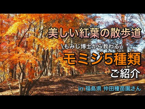 érable-Japon-jardin-entouré-hortensia-rose-haie-verte