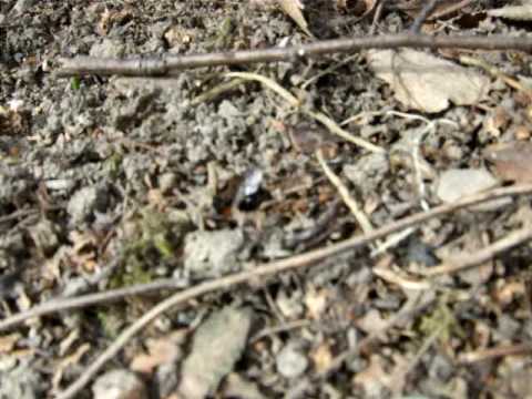 Grävande solitärbi