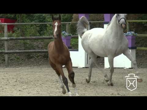 CH021 Hengstfohlen von Cascadello I   Con Air   Caretino