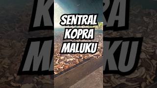 Download lagu Since when has Maluku become a copra center #coconut mp3