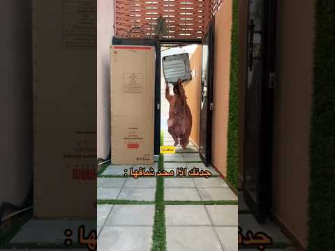 ميتو الشامسي 1462