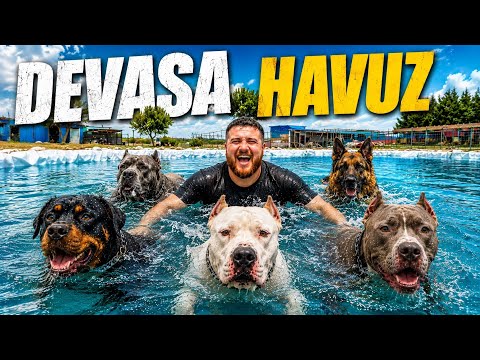 Köpeklerime DEVASA Havuz Yaptım! (İlk Defa Yüzdük)