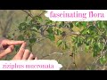 Fascinating Flora Ziziphus Mucronata Buffalo Thorn Tree With Jarryd