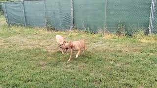 Video preview image #1 Labrador Retriever-Red Heeler Mix Puppy For Sale in Stover, MO, USA