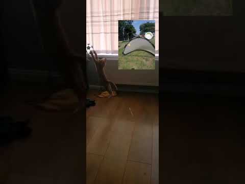 The new Yashin but Polish.