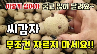 씨감자 무조건 자르지 마세요 이렇게 심어야 굵고 수확량 많습니다 씨감자 싹틔우기 종자소독방법 #감자심는시기