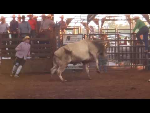 TBB7232 Little Yellow Jacket/Kish