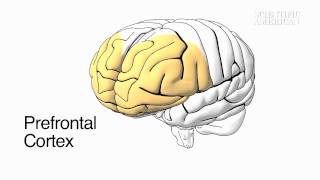 Social Cues in the Brain - by Scientific American