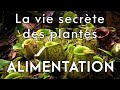 La vie secrète des plantes 2/3 :  Alimentation