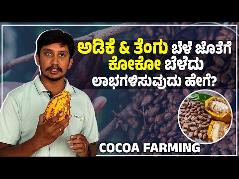 COCOA FARMING | ಕೋಕೋ ಬೆಳೆಸಿ ಹೆಚ್ಚುವರಿ ಆದಾಯ ಗಳಿಸಿ | ಕೋಕೋ ಬೆಳೆ | The Ultimate Guide to COCOA FARMING
