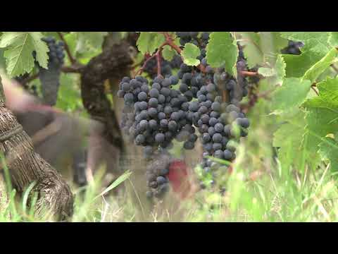 Si përfundim, vera e kuqe i bën mirë organizmit