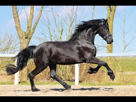 Stal Okkema's Leonardo - Markus x Eibert - Stallion - 2019 - 1.68m