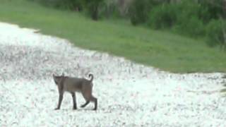 preview picture of video 'Bobcat sighting Pt II at Circle B Bar Reserve, Lakeland FL'