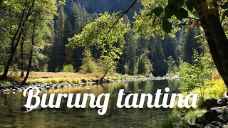 Download lagu LAGU DAERAH MALUKU - Burung Tantina (lirik lagu) mp3