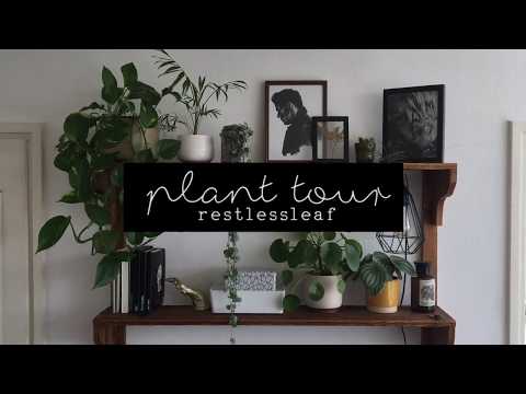 house plant tour spring 2018 • restlessleaf