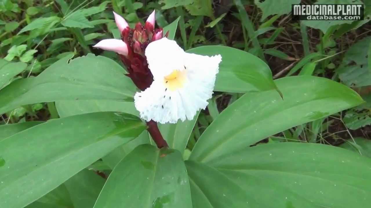 Costus speciosus - YouTube
