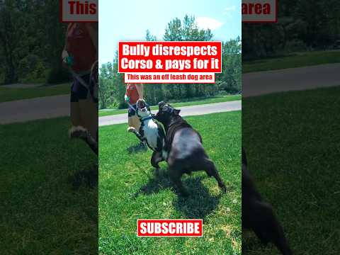 Bully Disrespects Corso & Pays For It #canecorso #dog #shorts #crime