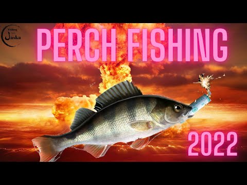 Perch Fishing 2022 4k Vasa Archipelago
