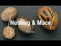 NUTMEG & MACE  What Are They? How Are They Related? Everything You Need To Know About NUTMEG & MACE