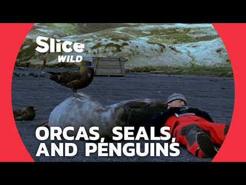 A man among orcas, seals and penguins | SLICE WILD