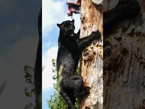 JAW DROPPING POWER FROM NERON THE JAGUAR!