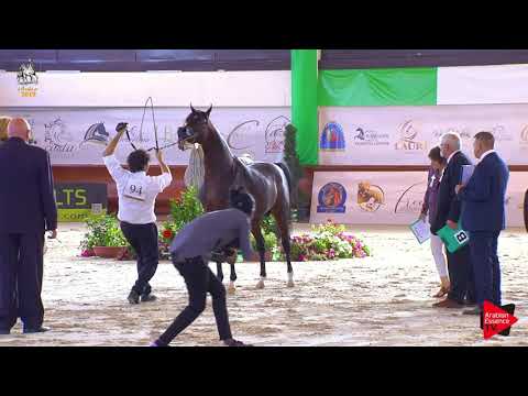 N 94 QS MARZIO   Italian Nationals 2019   4 6 Years Old Stallions Class 10