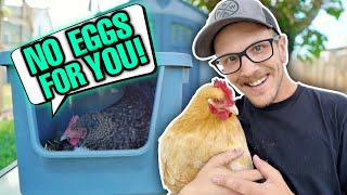 The REAL Reason Your Chickens Aren't Laying Eggs... Probably!