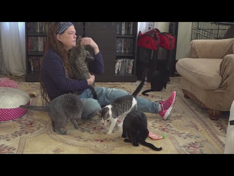 Anonymous donor helps Quad Cities animal rescue erase more than $23K in vet debt to ... - YouTube