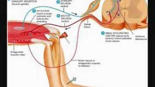 The Stretch Reflex