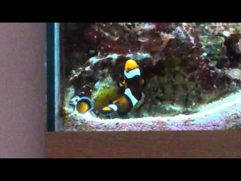 Clownfish Spawning