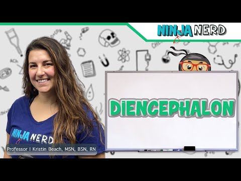 Diencephalon | Structure & Function