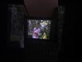 Sesame Street Episode 3169 Ending