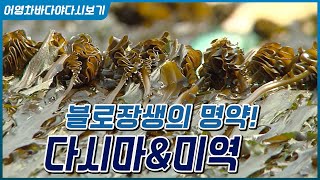 [썸네일작업-해산물]불로장생의 명약! 바다의 불로초 미역과 다시마
