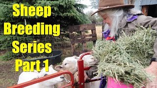 Sheep Breeding Series - Part 1: The Breeding and F