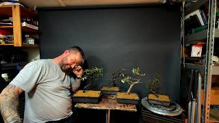 Cotoneaster Bonsai's Get NEW HOMES
