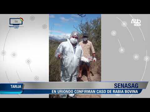 SENASAG activa plan de contingencia tras caso de rabia bovina en Tarija