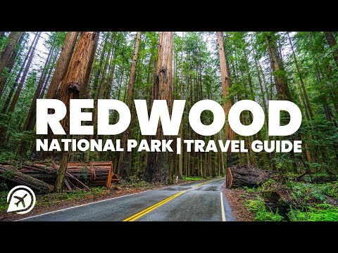 image-Where is the oldest redwood tree?