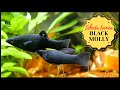 BLACK MOLLY Poecilia Sphenops Scheda Tecnica