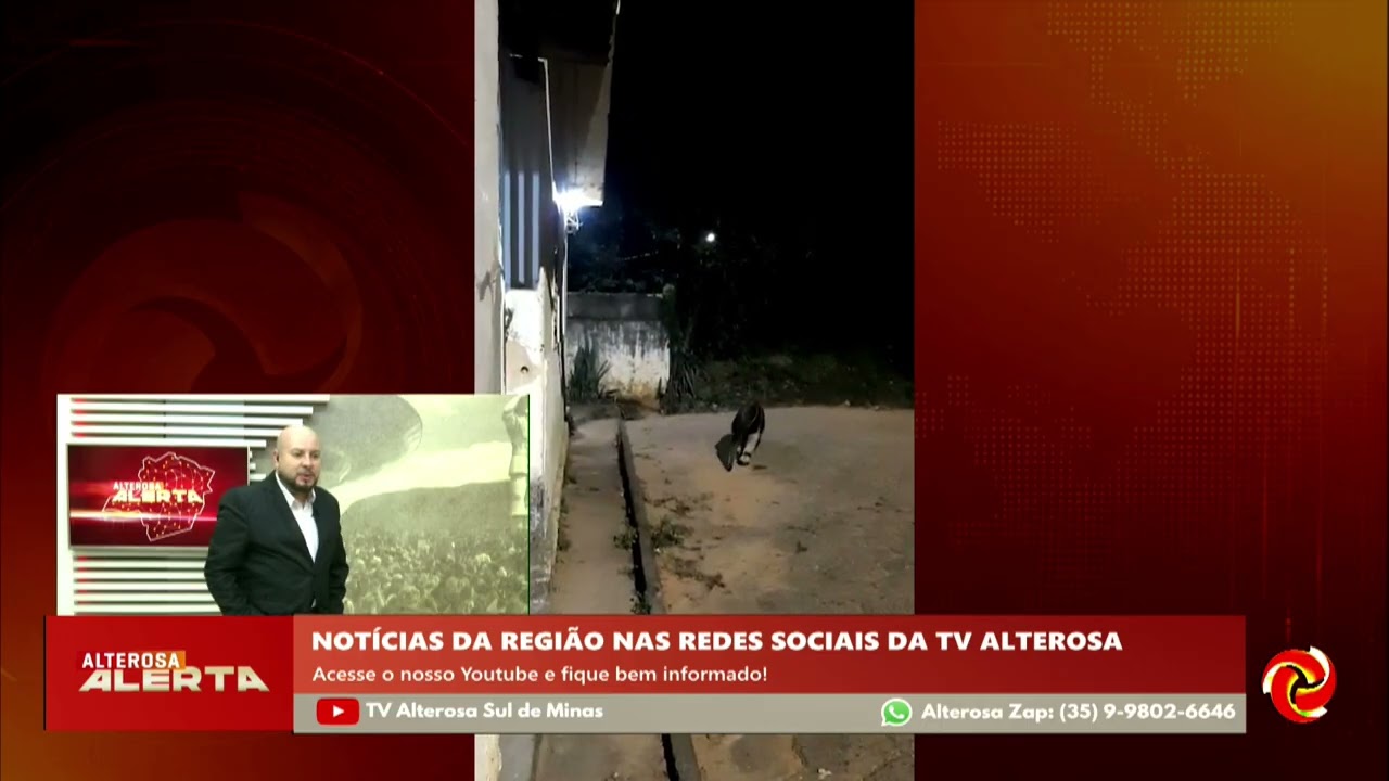 Tamanduá é flagrado em passeio noturno em Carmo do Rio Claro