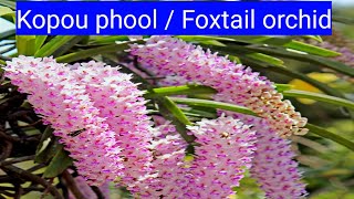 Foxtail Orchid / kopou phool / কপৌ ফুল