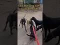 Stray Dog Vs Pitbull Max Dog Attack Pitbulldog Dog Attack Dogfight Serious Shorts