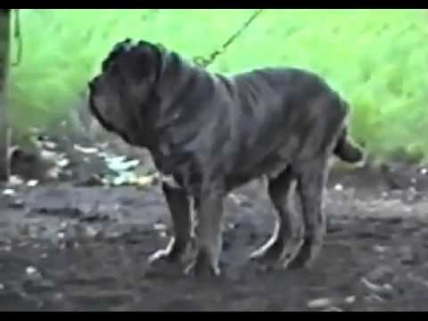 IT CH Taison Della Grotta Azzurra