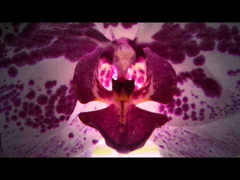 Opwekking 221 Prijst de Heer met blijde galmen