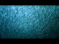 The Billion Sardine Dance Indian Ocean Monsoon Wild Arabia BBC Earth