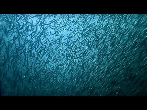 Sardine fish
