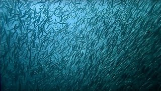 The Billion Sardine Dance! | Indian Ocean monsoon | Wild Arabia | BBC Earth